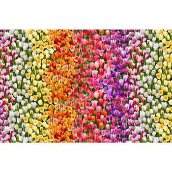 Tulip Field From Michael Miller Fabrics DCX12235 Multi Tulips