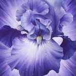 Lush By Northcott Fabrics Digital Print Panel 43" x 43" DP24191-85 Violet Iris.