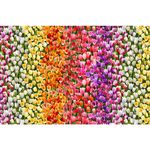 Tulip Field From Michael Miller Fabrics DCX12235 Multi Tulips.