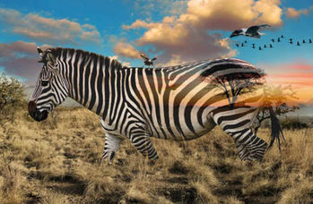 Call Of The Wild Hoffman Spectrum Digital Print  R4611 Zebra Panel 29 x 43