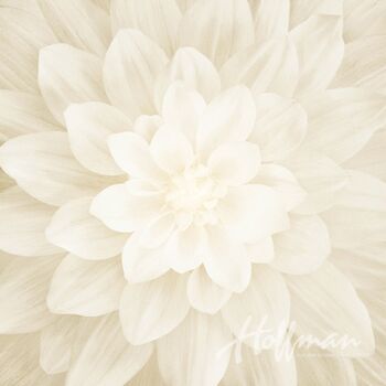 Dream Big Dahlia Digital Panel by Hoffman 42 x 44 HP4389 022 Ivory