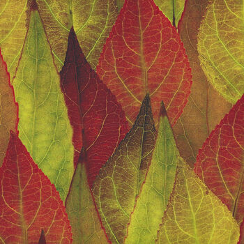 Natureand39s Narratives A Hoffman Spectrum Digital Print HR4669 178 Leaf Forest Floor