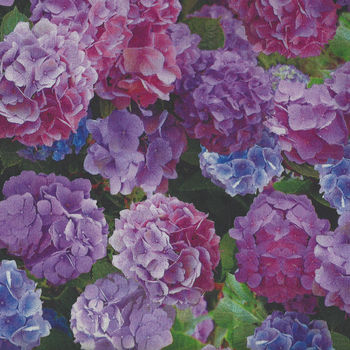 One Of A Kind Hydrangea Digital by Whistler Studios for Windham Fabrics 50907X 