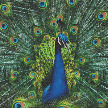 Proud As A Peacock Digital Spectrum Print By Hoffman SQ4512 Colour 136 Peacock