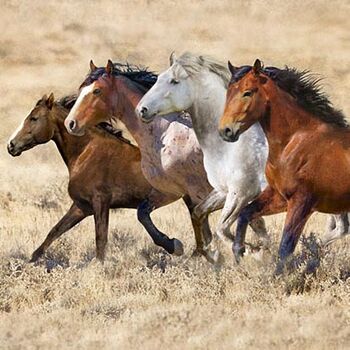 Wide Open Spaces Digital Spectrum Panel 33 x 42 Horses By Hoffman HQ4419 511 Bluff