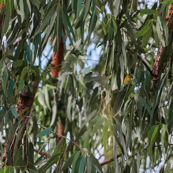 Wild Life Reserve Eucalyptus Leaves by Milvale for KK Fabrics 4082I