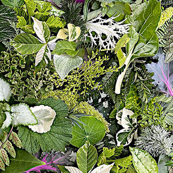  Hand Picked by Maywood Studio MASQB10868G 108 Wideback Green Foliage