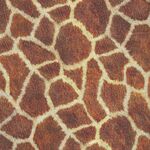 Animal Kingdom by Robert Kaufman Fabrics SRKD-19872-286 Wild Giraffe.