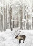 Call Of The Wild Hoffman Spectrum Digital Panel HR4562 015 Reindeer Powder 29" x