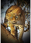 Call Of The Wild Leopard Panel From Hoffman Spectrum Digital Print HR4838 686 .