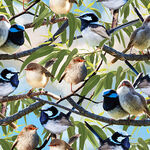 Charming Wrens by Milvale Design Studio 4040D Superb Fairy Wren.
