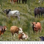 Cow's From Kennard & Kennard Pattern 0208 Colour F Digital Cotton.