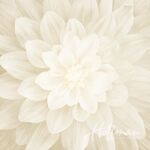 Dream Big Dahlia Digital Panel by Hoffman 42" x 44" HP4389 022 Ivory.