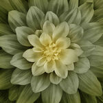 Dream Big Dahlia Digital Panel by Hoffman 42" x 44" HP4389 096 Olive.