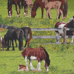 Elizabeth's Studio Farm Animals Digital Print Pattern 339 Horses.