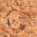 Kokka 100% Cotton Fabric Made In Japan Dog YPA-31000 A11. Cavoodle .