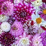  Hand Picked Maywood Studios MASQB10863-VZ 108" Wideback Dahlia .