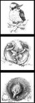 Natalie Jane Parker Aussie Animals Panel DV3711 14 x 42 for Devonstone