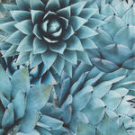 Natures Narratives Hoffman Spectrum Digital Print R4677 Color 653 Agave