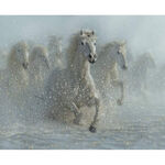Riley Blake Wild Horses Digital Panel 36" x 42" C15532 Running Wild.