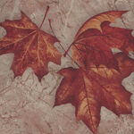 Stonehenge Windswept by Northcott Fabrics DP24932-14 Leaf Toss. Color Tan.
