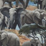 Trunk Show by Michael Miller Fabrics Patt# DCX 11948 Digital Elephants.