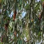Wild Life Reserve Eucalyptus Leaves by Milvale for KK Fabrics 4082I.