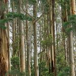 Wild Life Reserve Eucalyptus Trees by Milvale for KK Fabrics 4082H.