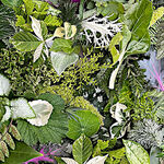  Hand Picked by Maywood Studio MASQB10868-G 108" Wideback Green Foliage.